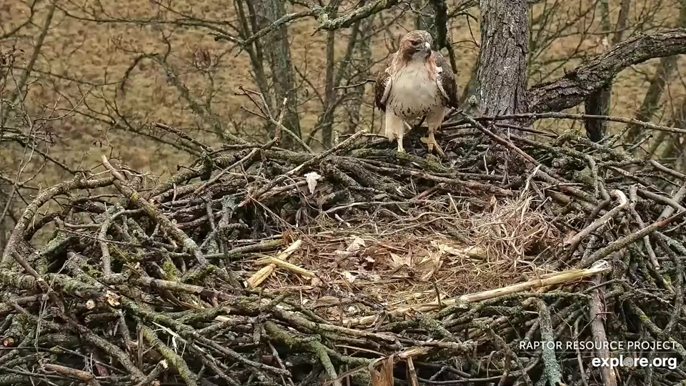 December 16, 2023: A red-tailed hawk briefly visits the North nest.