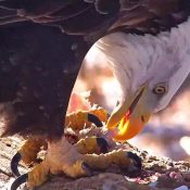 November 27, 2023: Dinner on the Flyway. Look at those meathooks!