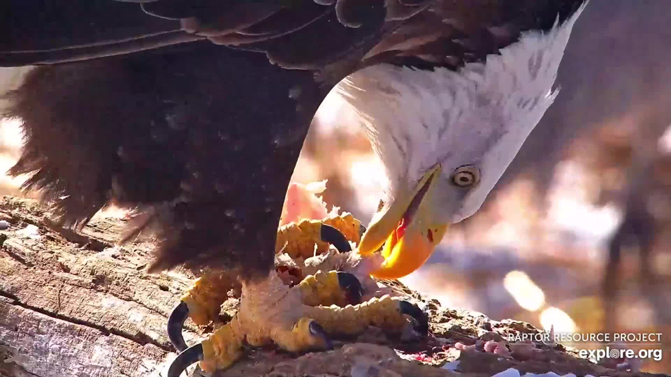 November 27, 2023: Dinner on the Flyway. Look at those meathooks! 