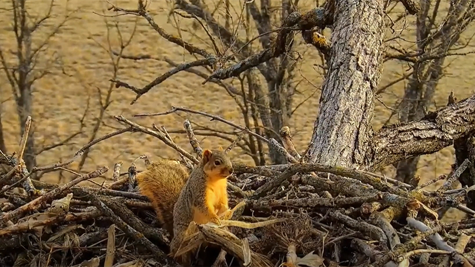 December 13, 2023: A cheeky squirrel at the North nest!