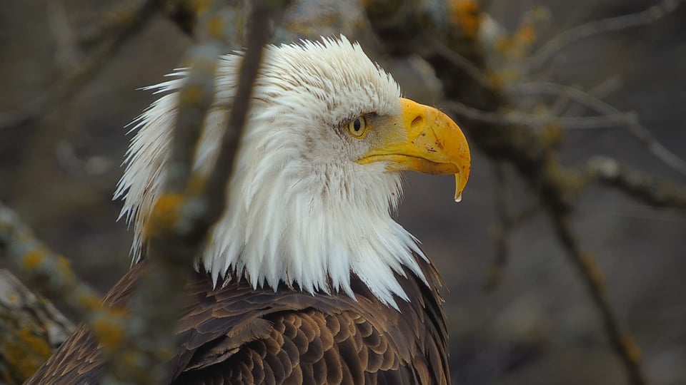 Beautiful DNF surveys her realm! The droplet on her beak might have been exuded from her salt gland, which provides an extrarenal route for salt removal.