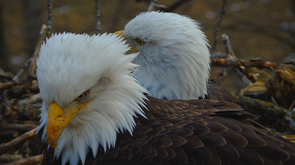 DNF and Mr. North try to locate the source of a strange sound below their nest.