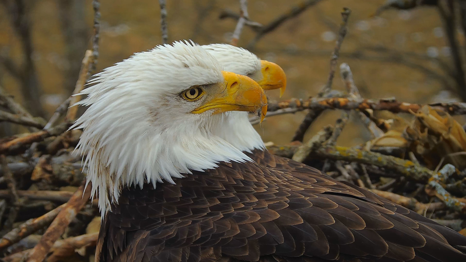 We can just see Mr. North's beak here, but there were a few times you couldn't see him at all behind DNF.