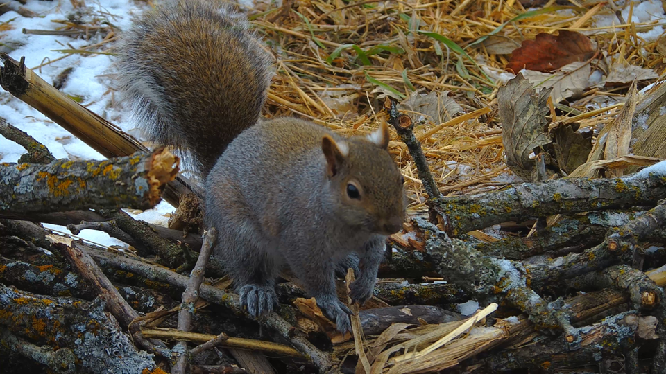 Could it be Lucky the squirrel, here seen raiding the nest for dry corn clinging to even drier cobs? The nest isn't a safe place, but it's safer than the open ground between the treeline and the corn stubble!