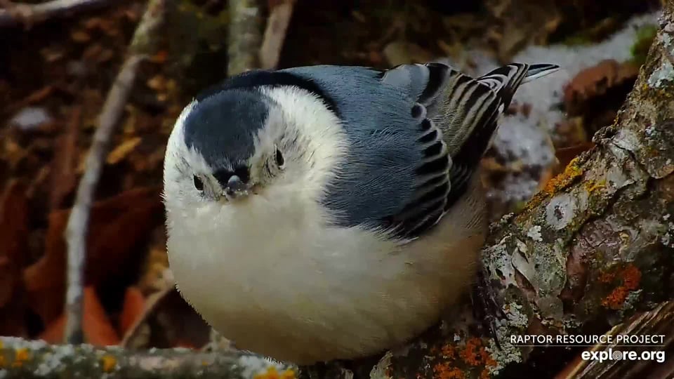 January 4, 2024: A white-breasted nuthatch at the North Nest.