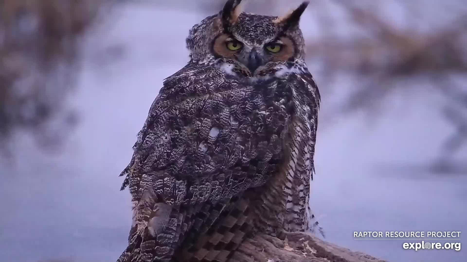January 5, 2024: A Great Horned Owl on the Flyway