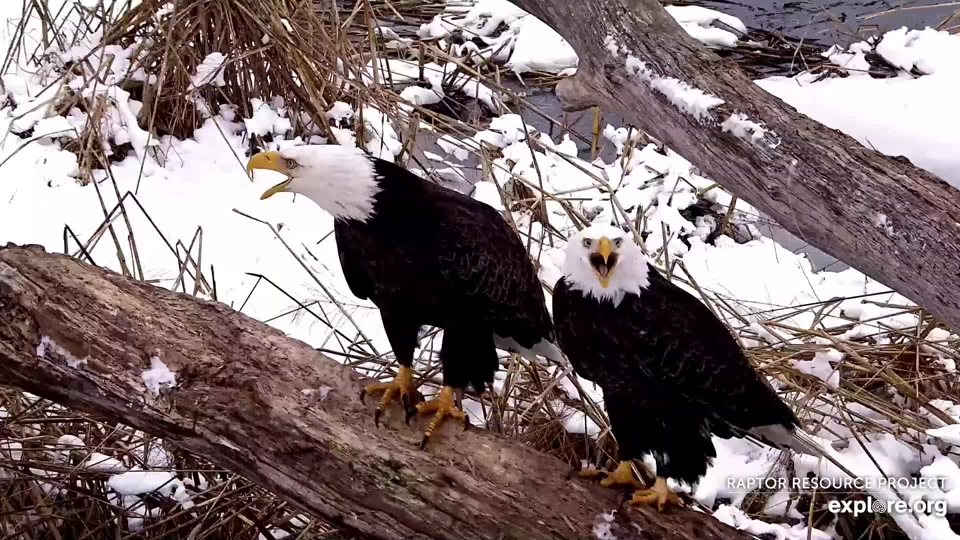 January 11, 2024: Two eagles duetting on the Flyway. Are they a mated pair or establishing a new bond?