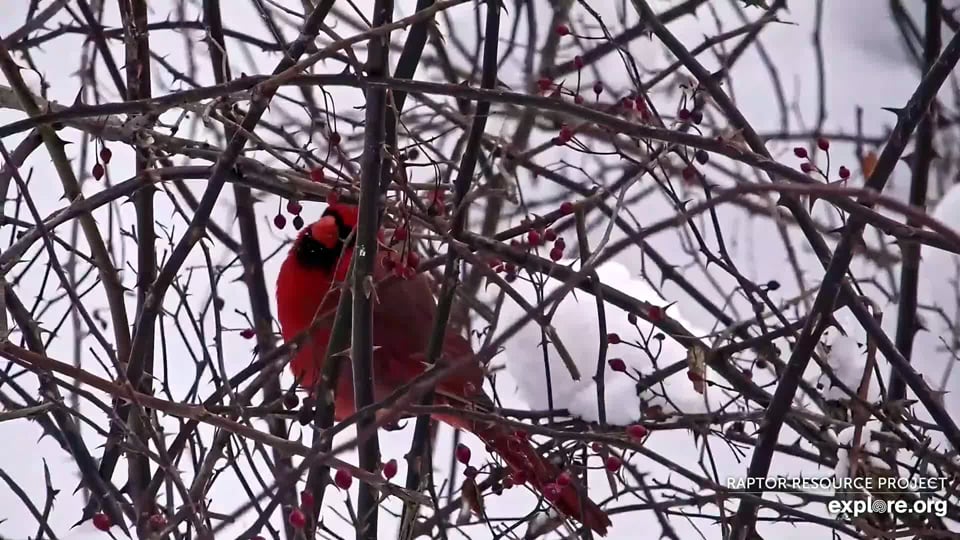 January 11, 2024: A scarlet Northern Cardinal forages for multiflora berries in a thick tangle of thorns