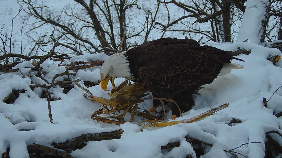 January 11, 2024: DNF prepares the North nest for eggs. IN: Rustic cornhusk bedding. OUT: Squirrel-fur lined silk sheets!