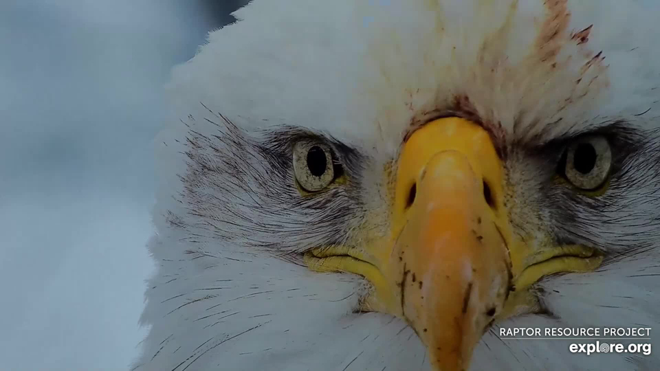 January 11, 2024: DNF ate well before working on the North nest. I wanted to reach in and wipe off her beak!