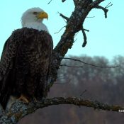 Handsome Mr. North surveys his realm. While we're seeing plenty of North nest neighbors, we haven't yet seen the persistent intruders we saw last year, when deep snow and ice locked northbound eagles down around the nest at exactly the wrong time.