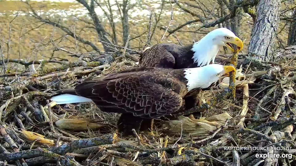 January 31, 2024: Decorah-ate: Mr. North and DNF are decorah-ating their nest! To beautify a nest with sticks and nesting material 