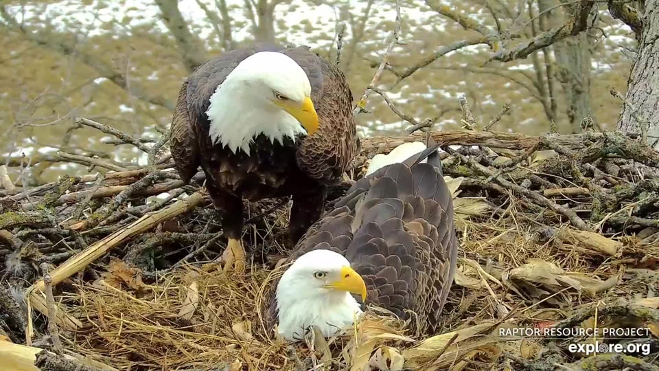 January 30, 2024: Mr. North testing the nest to be sure it is ready for an egg cup and eggs