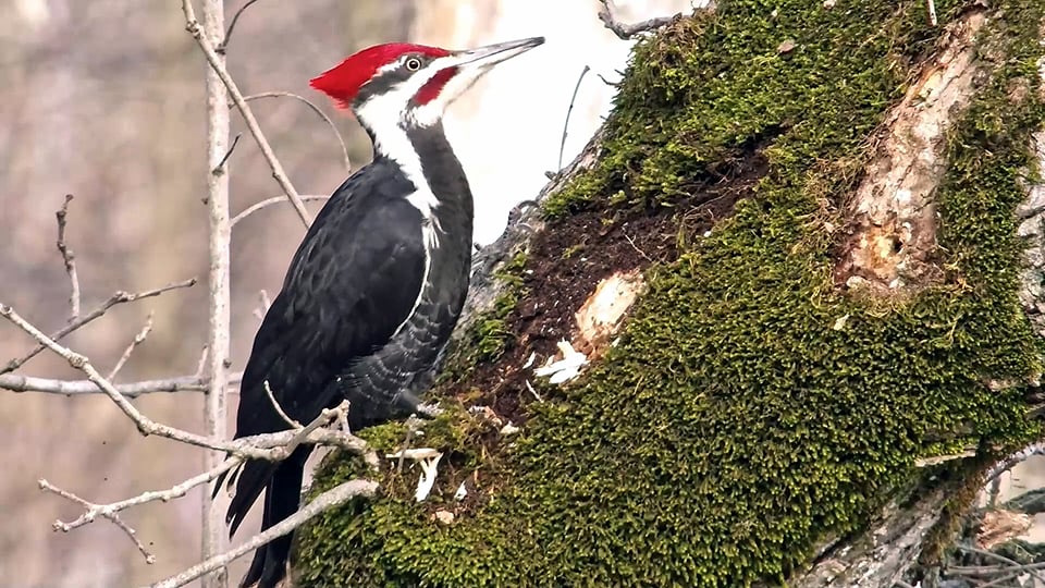 January 31, 2024: A Pileated Woodpecker at the North Nest