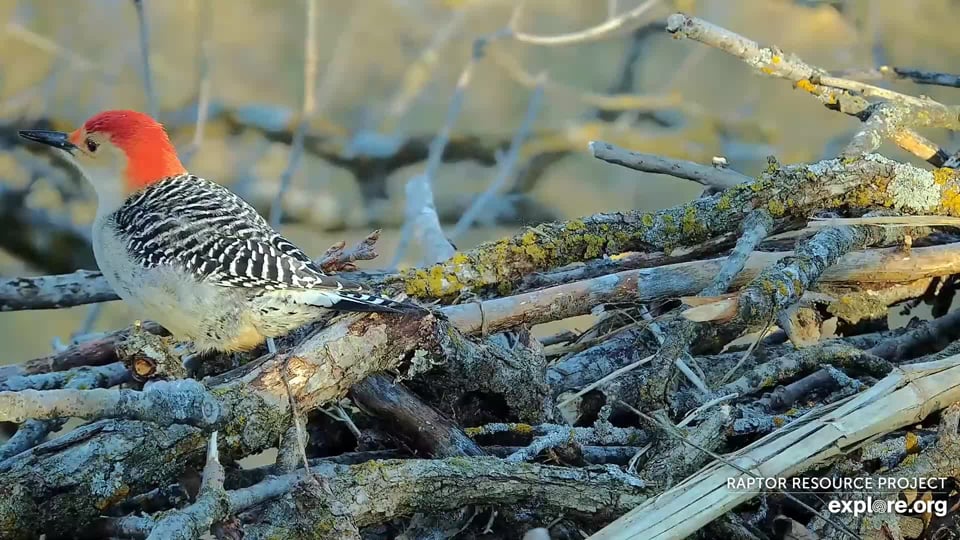 A Red-bellied woodpecker forages for scraps in the North nest. Its efforts were rewarded with a large piece of furry, fatty skin.