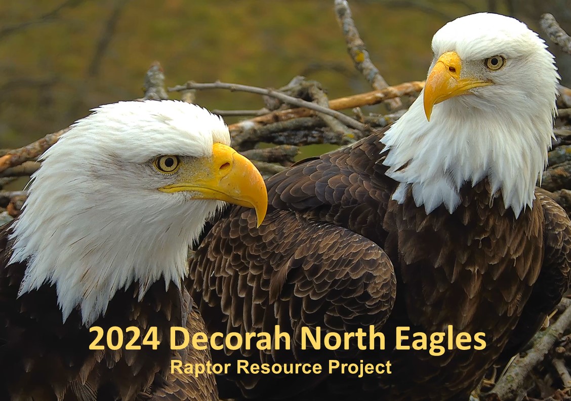 Raptor Resource Project Bald Eagle and Bird of Prey Cams