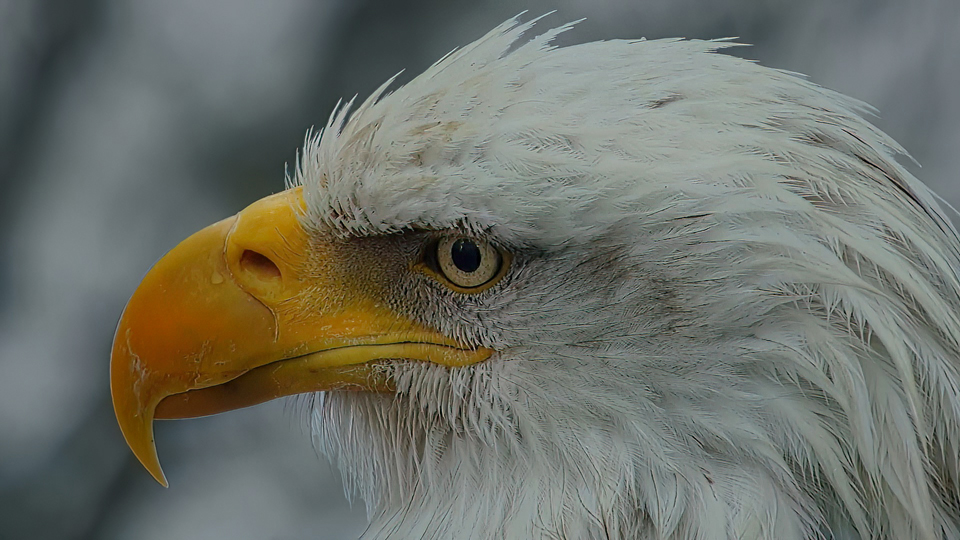 Raptor Resource Project: Bald Eagle and Bird of Prey Cams