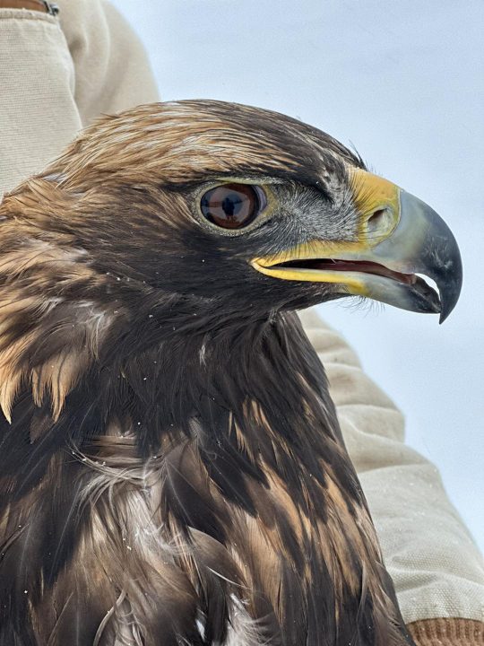 January 12, 2024: Subadult Golden Eagle
