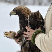 January 12, 2024: Subadult Golden Eagle