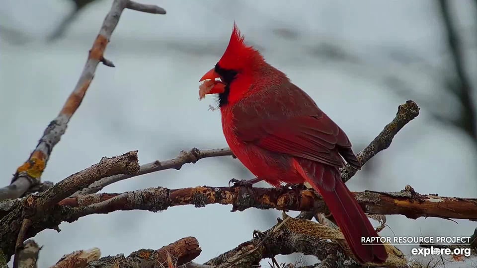 January 23, 2024: A Northern Cardinal forages for scraps in the north Nest