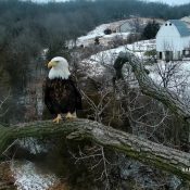 January 28, 2024: HM. A treasured eagle in a treasured place.