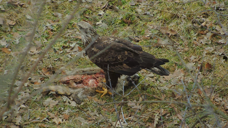 February 2, 2024: A subadult eagle feasts on a dead raccoon near the North nest.