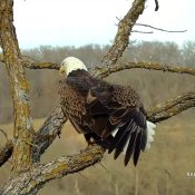 February 25, 2024: Eagle Yoga and a lovely look at primary feathers