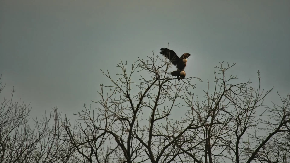 ebruary 6, 2024: When I think of acrobatic copulations, I think of falcons, not bald eagles!