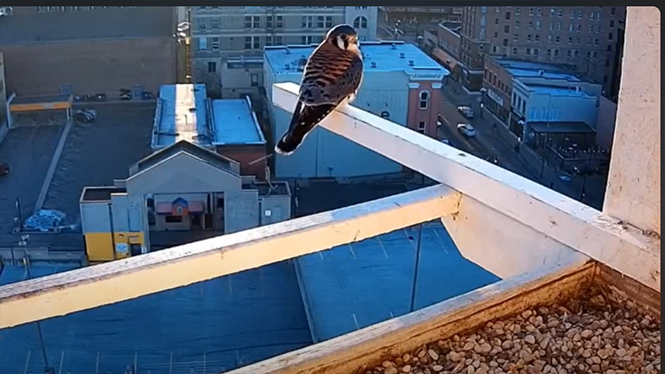 February 8, 2024: Adult male American Kestrel at our PEFA nestbox in La Crosse, WI