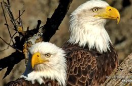 February 12, 2024: Mr. North, left. DNF, right. I think they are one of the best-looking eagle couples around!
