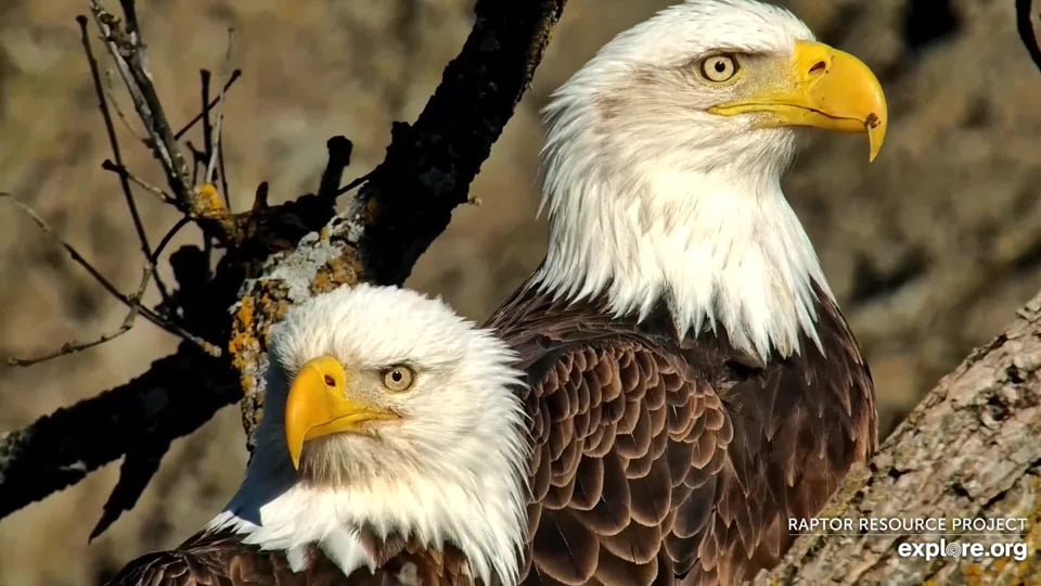 February 12, 2024: Mr. North, left. DNF, right. I think they are one of the best-looking eagle couples around!