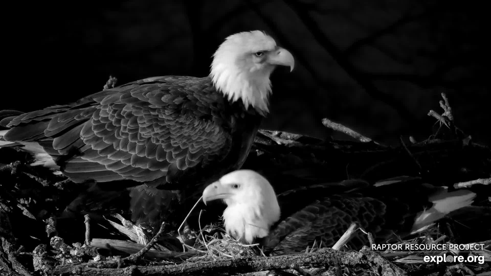 February 12, 2024: Pre-dawn nestorations at the North nest. The early eagle catches the stick! 