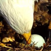 February 15, 2024: DNF lays her first egg of the 2024 season.