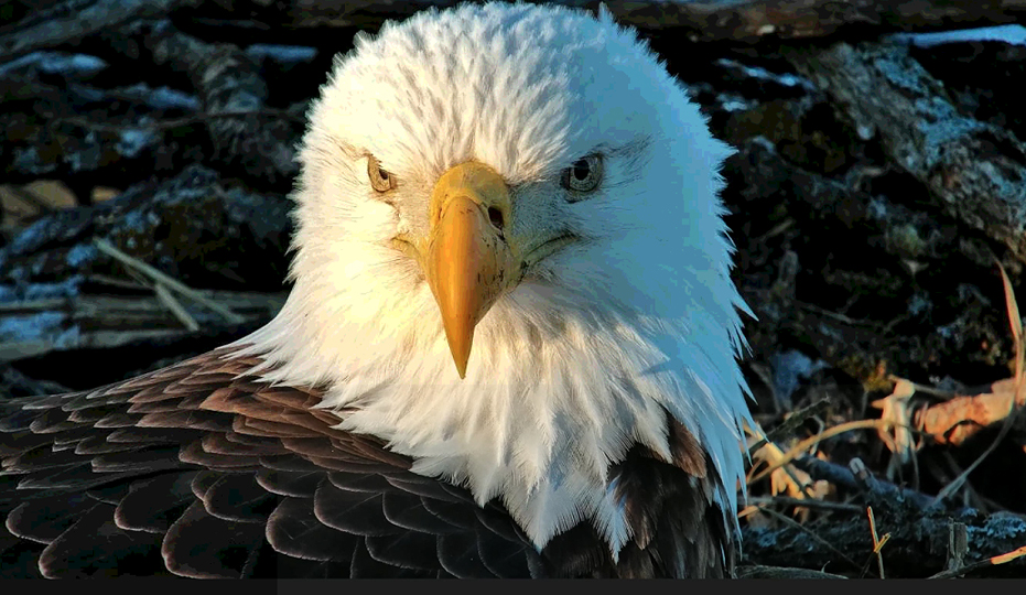 Camera operator Spish: "The happiest bald eagle in North America!" 