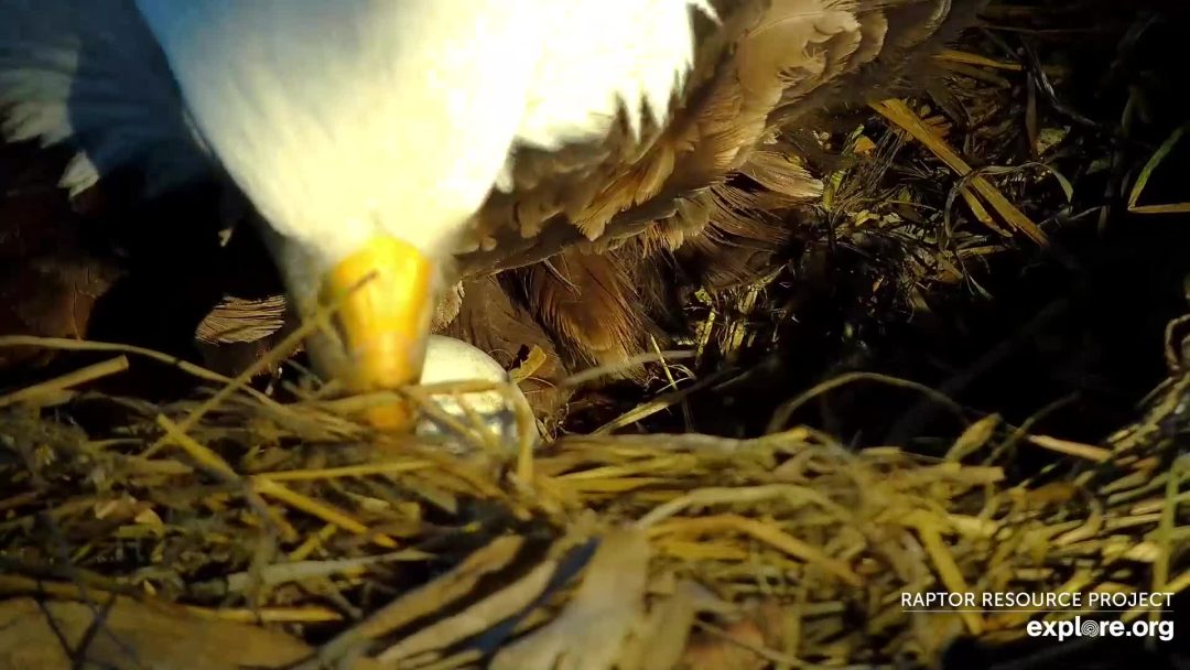 February 18, 2024: DNF laid egg #2 today! We got a brief glimpse beyond the high walls of her grass berm - just enough to confirm egg #2!