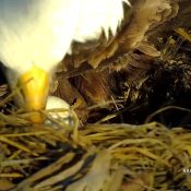 February 18, 2024: DNF laid egg #2 today! We got a brief glimpse beyond the high walls of her grass berm - just enough to confirm egg #2!