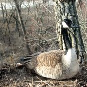 February 19, 2024: Mother Goose tests the nest!