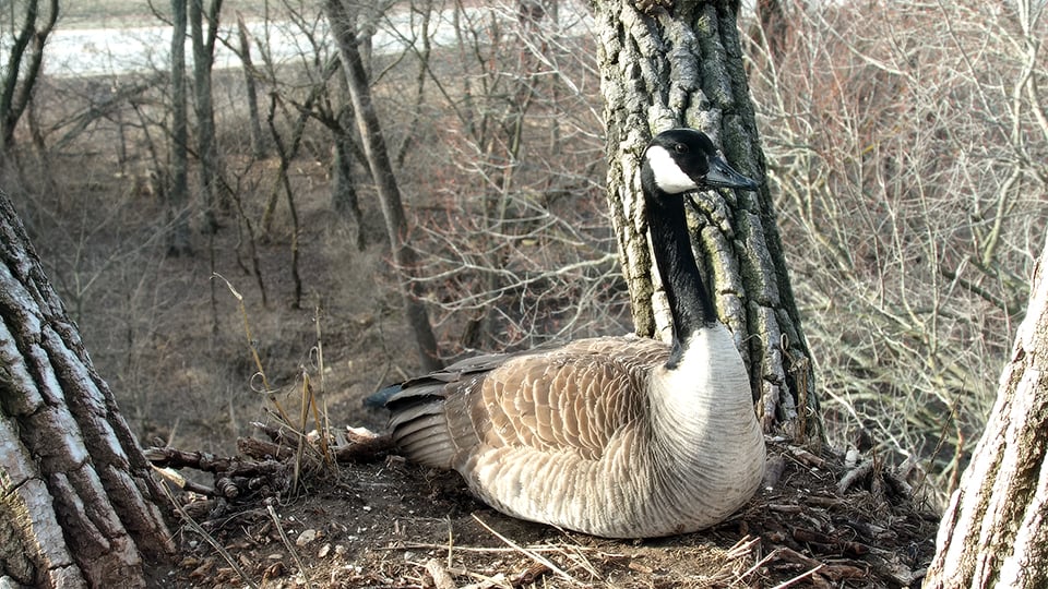 February 19, 2024: Mother Goose tests the nest! 