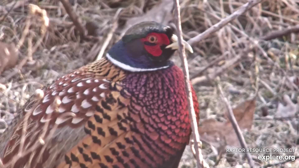February 26, 2024: A handsome male Ring-necked Pheasant near the North nest. Be careful! 