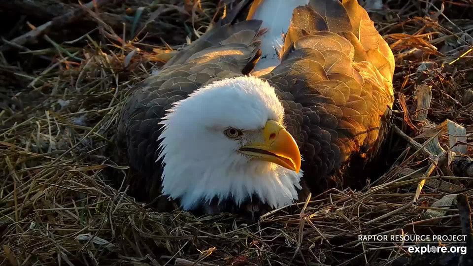 February 26, 2024: Handsome Mr. North incubating eggs.