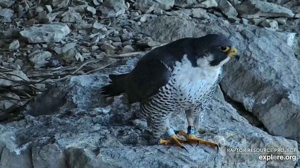 Banded Female Falcon H/34 Kandiyohi, a 2021 hatch from Red Wing Grain.