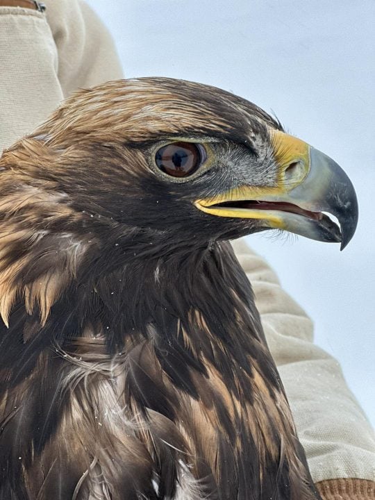 Golden Eagle head study.