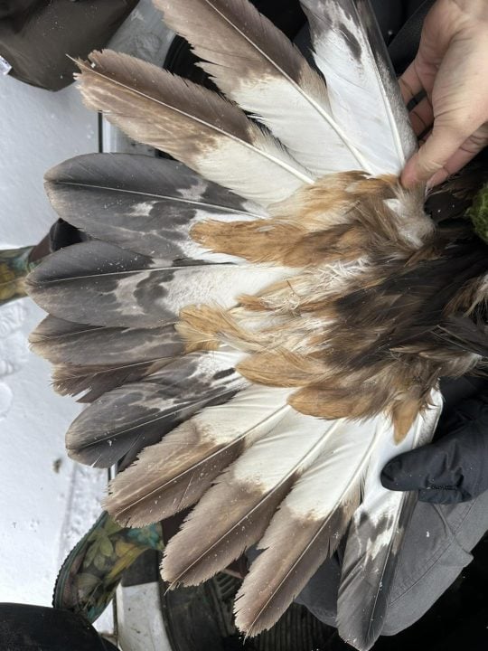 A picture of the tail. For their first several years of life, young birds have neatly defined white patches at the base of the tail and in the wings.