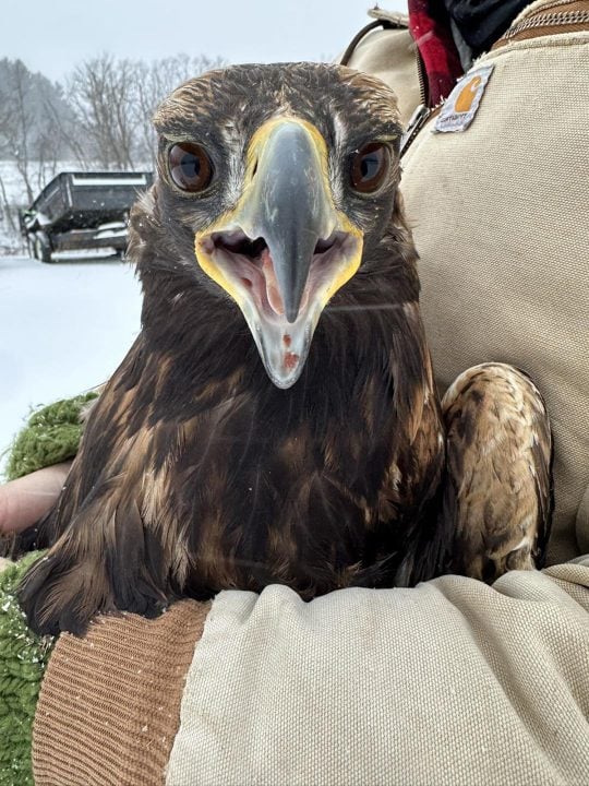 Releasing an eagle.