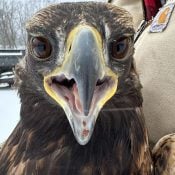 Golden Eagle head study.