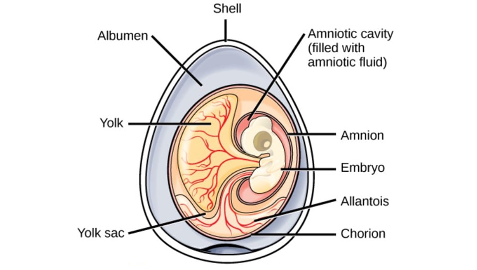 The key features of an amniotic egg