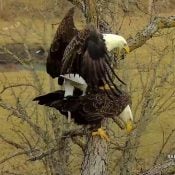 February 6, 2024: Mr. North and DNF bond at the north nest.