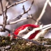 Won't you be my neighbor? A Pileated Woodpecker plays peek-a-boo at the North Nest.