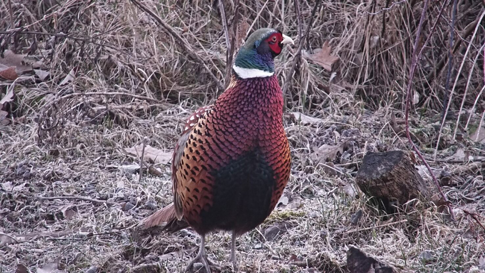 A handsome male Ring-necked Pheasant near the North nest. I'm not sure this is a very safe place to strut your stuff, my friend!
