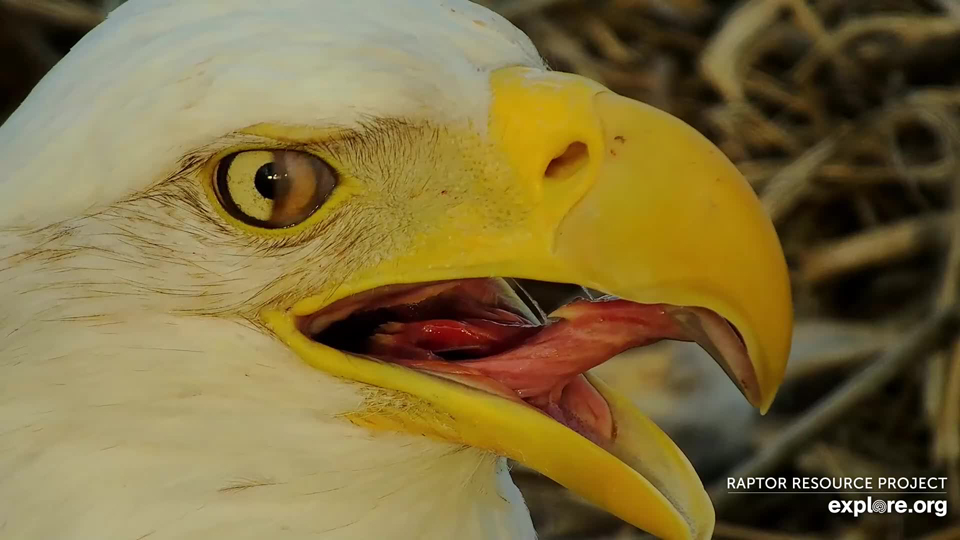 March 11, 2024: I loved this view of DNF's nictitating membrane. Her translucent third eyelid sweeps in from the side to moisten and clean her eyes while allowing her to see. 